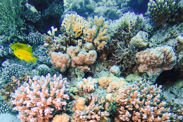 Blue Reef Aquarium